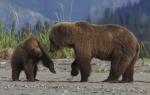 Alaska's Hidden Gems: Unforgettable Brown Bear Tours