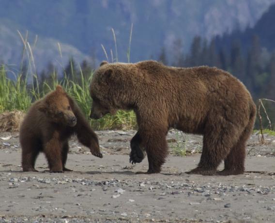 Bar watching in Alaska: Best Practices for Safety