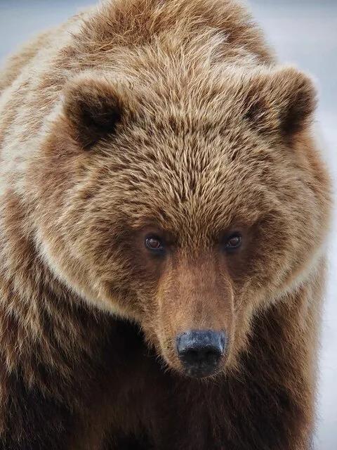Alaska Bear Viewing: The Ultimate Guide to Seeing Grizzlies in the Wild